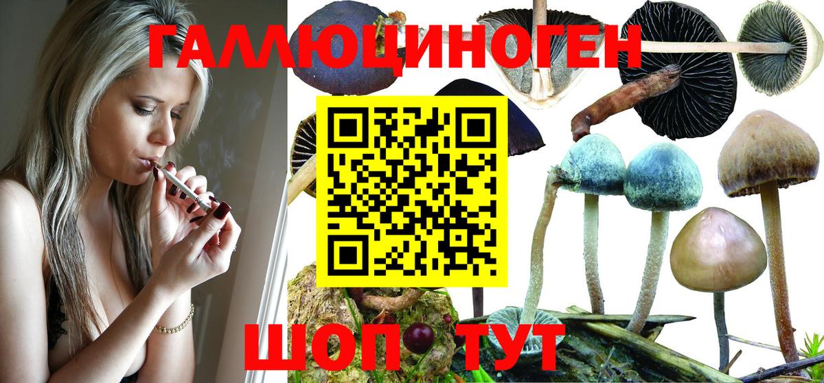 Галлюциногенные грибы Psilocybine cubensis  Псилоцибиновые грибы мицелий  Вход с VPN  Шали 